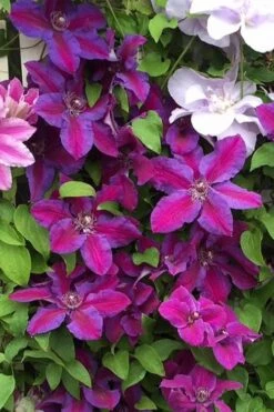 Mrs. Norman Thompson Clematis - 1 Gallon Pot -Best Plant Shop clematis mrs norman thompson 25