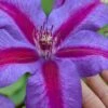 Mrs. Norman Thompson Clematis - 1 Gallon Pot -Best Plant Shop clematis mrs norman thompson 26