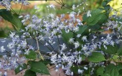 Mrs. Robert Brydon Clematis - 1 Gallon Pot -Best Plant Shop clematis mrs robert brydon 11