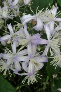 Mrs. Robert Brydon Clematis - 1 Gallon Pot -Best Plant Shop clematis mrs robert brydon 3
