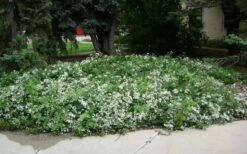 Mrs. Robert Brydon Clematis - 1 Gallon Pot -Best Plant Shop clematis mrs robert brydon 4