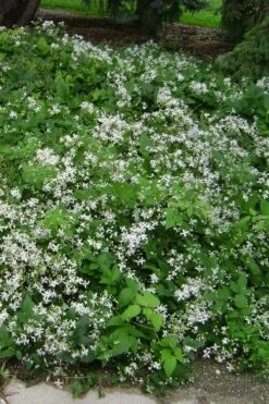 Mrs. Robert Brydon Clematis - 1 Gallon Pot -Best Plant Shop clematis mrs robert brydon 6