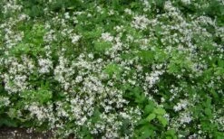 Mrs. Robert Brydon Clematis - 1 Gallon Pot -Best Plant Shop clematis mrs robert brydon 7