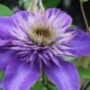 Multi Blue Clematis - 1 Gallon Pot -Best Plant Shop clematis multi blue 1 1