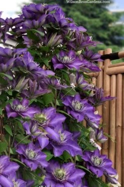 Multi Blue Clematis - 2 Gallon Pot -Best Plant Shop clematis multi blue 3