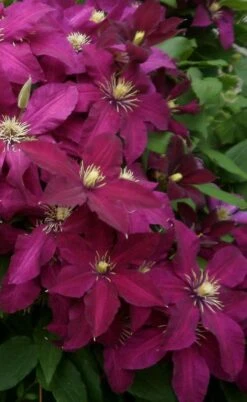 Niobe Clematis - 1 Gallon Pot 12 Niobe Clematis - 1 Gallon Pot -Best Plant Shop clematis niobe 2