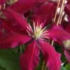 Niobe Clematis - 1 Gallon Pot -Best Plant Shop clematis niobe 4