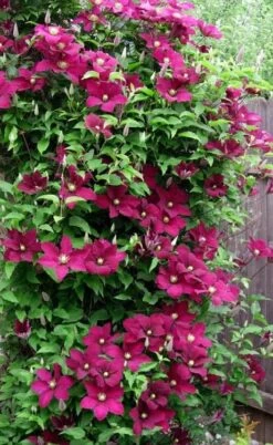Niobe Clematis - 1 Gallon Pot 13 Niobe Clematis - 1 Gallon Pot -Best Plant Shop clematis niobe 5