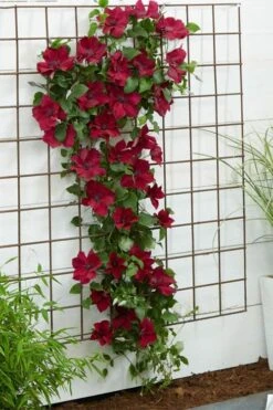 Nubia Clematis - 1 Gallon Pot 17 Nubia Clematis - 1 Gallon Pot -Best Plant Shop clematis nubia 1