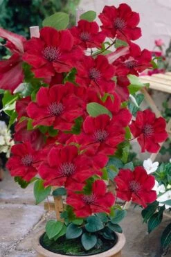 Nubia Clematis - 1 Gallon Pot 14 Nubia Clematis - 1 Gallon Pot -Best Plant Shop clematis nubia 3
