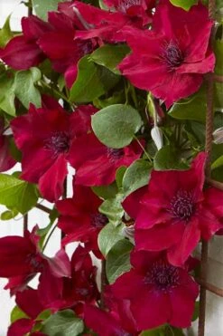 Nubia Clematis - 1 Gallon Pot 15 Nubia Clematis - 1 Gallon Pot -Best Plant Shop clematis nubia 4