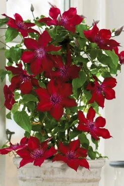 Nubia Clematis - 1 Gallon Pot 16 Nubia Clematis - 1 Gallon Pot -Best Plant Shop clematis nubia 5