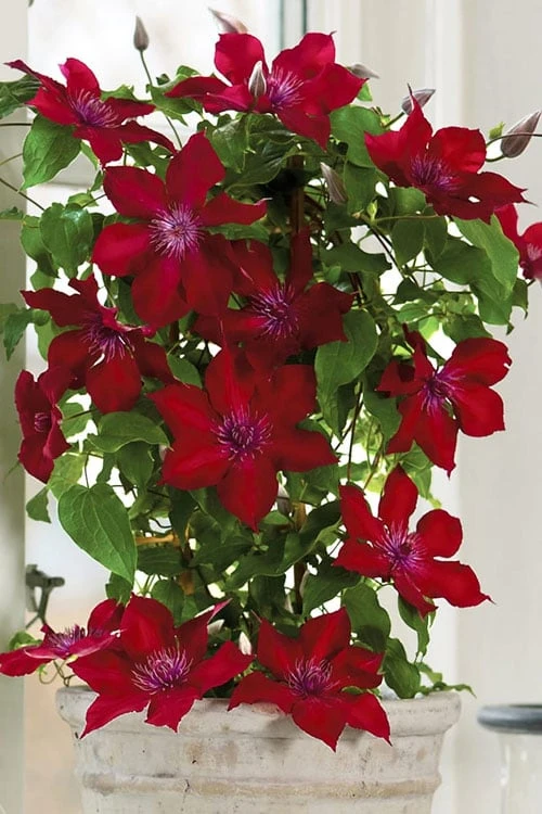 Nubia Clematis - 1 Gallon Pot 9 Nubia Clematis - 1 Gallon Pot - Image 7