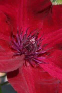 Nubia Clematis - 1 Gallon Pot 13 Nubia Clematis - 1 Gallon Pot -Best Plant Shop clematis nubia 6