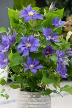 Olympia Clematis - 1 Gallon Pot -Best Plant Shop clematis olympia 1