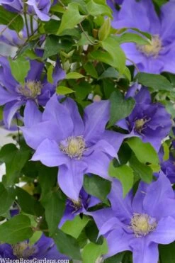 Olympia Clematis - 1 Gallon Pot -Best Plant Shop clematis olympia 2