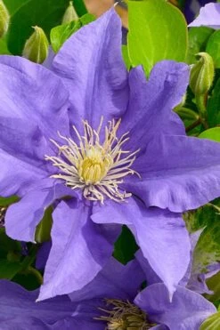 Olympia Clematis - 1 Gallon Pot -Best Plant Shop clematis olympia 3