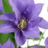 Olympia Clematis - 1 Gallon Pot -Best Plant Shop clematis olympia 8