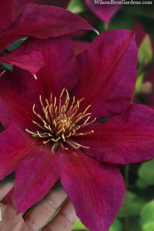 Picardy Clematis - 1 Gallon Pot 3 Picardy Clematis - 1 Gallon Pot