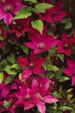 Picardy Clematis - 1 Gallon Pot 9 Picardy Clematis - 1 Gallon Pot -Best Plant Shop clematis picardy 9
