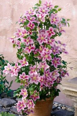 Piilu Clematis (Little Duckling) - 1 Gallon Pot -Best Plant Shop clematis piilu 3