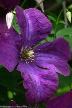 Polish Spirit Clematis - 1 Gallon Pot -Best Plant Shop clematis polish spirit 1