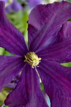 Polish Spirit Clematis - 1 Gallon Pot -Best Plant Shop clematis polish spirit 5