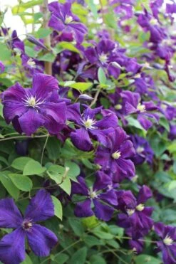 Polish Spirit Clematis - 1 Gallon Pot -Best Plant Shop clematis polish spirit 6