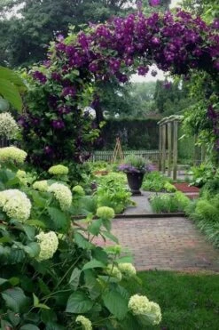 Polish Spirit Clematis - 1 Gallon Pot -Best Plant Shop clematis polish spirit 7