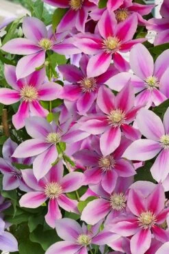 Poseidon Clematis - 1 Gallon Pot 12 Poseidon Clematis - 1 Gallon Pot -Best Plant Shop clematis poseidon 11