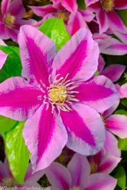 Poseidon Clematis - 1 Gallon Pot 13 Poseidon Clematis - 1 Gallon Pot -Best Plant Shop clematis poseidon 12