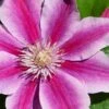 Poseidon Clematis - 1 Gallon Pot -Best Plant Shop clematis poseidon 8