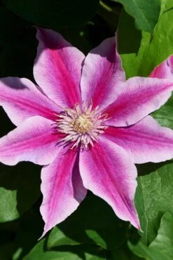 Poseidon Clematis - 1 Gallon Pot 11 Poseidon Clematis - 1 Gallon Pot -Best Plant Shop clematis poseidon 9