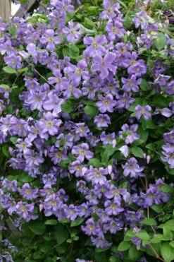 Prince Charles Clematis - 1 Gallon Pot 14 Prince Charles Clematis - 1 Gallon Pot -Best Plant Shop clematis prince charles 1