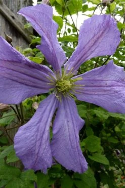 Prince Charles Clematis - 1 Gallon Pot 12 Prince Charles Clematis - 1 Gallon Pot -Best Plant Shop clematis prince charles 4