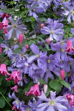 Prince Charles Clematis - 1 Gallon Pot 15 Prince Charles Clematis - 1 Gallon Pot -Best Plant Shop clematis prince charles 6