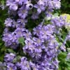 Prince Charles Clematis - 1 Gallon Pot -Best Plant Shop clematis prince charles 7