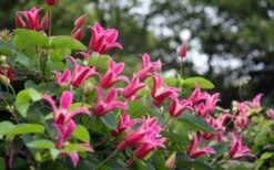 Princess Diana Clematis - 1 Gallon Pot 17 Princess Diana Clematis - 1 Gallon Pot -Best Plant Shop clematis princess diana 1