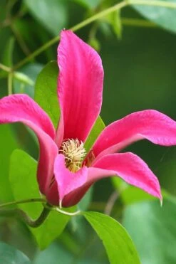 Princess Diana Clematis - 1 Gallon Pot 16 Princess Diana Clematis - 1 Gallon Pot -Best Plant Shop clematis princess diana 3