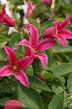 Princess Diana Clematis - 1 Gallon Pot 15 Princess Diana Clematis - 1 Gallon Pot -Best Plant Shop clematis princess diana 4