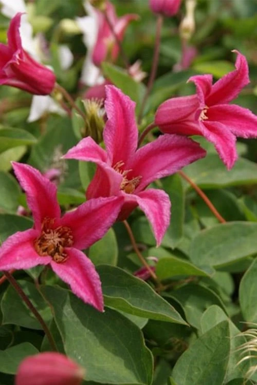 Princess Diana Clematis - 1 Gallon Pot 8 Princess Diana Clematis - 1 Gallon Pot - Image 6