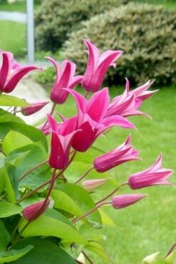 Princess Diana Clematis - 1 Gallon Pot 13 Princess Diana Clematis - 1 Gallon Pot -Best Plant Shop clematis princess diana 5