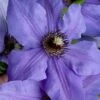 Ramona Clematis - 1 Gallon Pot -Best Plant Shop clematis ramona 19
