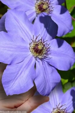 Ramona Clematis - 1 Gallon Pot -Best Plant Shop clematis ramona 9