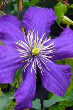 Rhapsody Clematis - 1 Gallon Pot 14 Rhapsody Clematis - 1 Gallon Pot -Best Plant Shop clematis rhapsody 3
