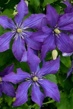 Rhapsody Clematis - 1 Gallon Pot 16 Rhapsody Clematis - 1 Gallon Pot -Best Plant Shop clematis rhapsody 4