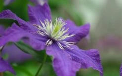 Rhapsody Clematis - 1 Gallon Pot 17 Rhapsody Clematis - 1 Gallon Pot -Best Plant Shop clematis rhapsody 5