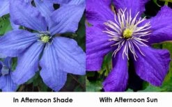 Rhapsody Clematis - 1 Gallon Pot 13 Rhapsody Clematis - 1 Gallon Pot -Best Plant Shop clematis rhapsody 9