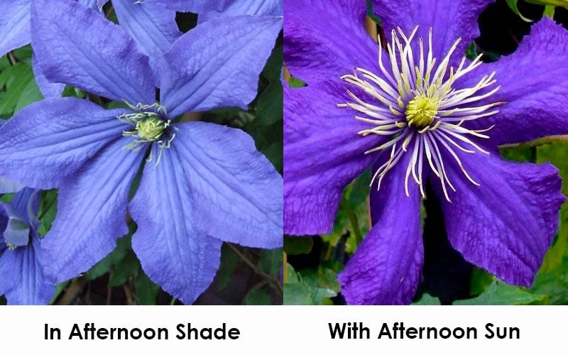 Rhapsody Clematis - 1 Gallon Pot 6 Rhapsody Clematis - 1 Gallon Pot - Image 4