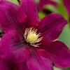 Rosemoor Clematis - 1 Gallon Pot -Best Plant Shop clematis rosemoor 4